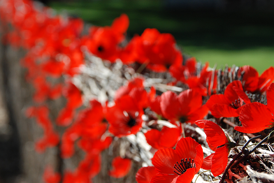 War Veterans Home, Anzac Day, Poppies, wall of Remembrance